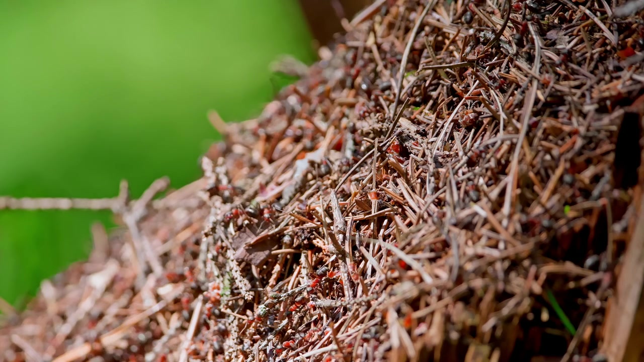 Close-up van drukke mieren bewegend op een bosmierenhoop