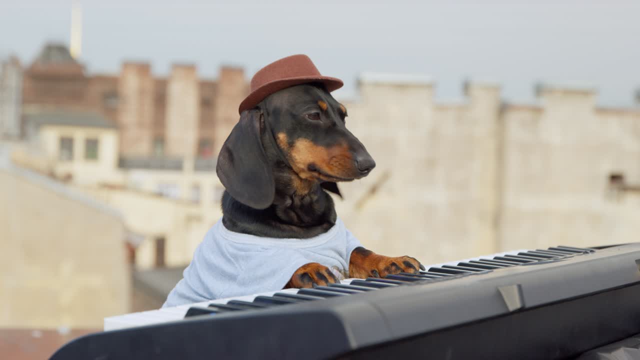 perro dachshund gracioso en sombrero toca sintetizador contemporáneo teclado bailando mientras actúa en el techo del edificio en un concierto de música de primer plano