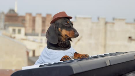 funny dachshund dog in hat plays contemporary synthesizer keyboard dancing while performs on building roof at music concert closeup