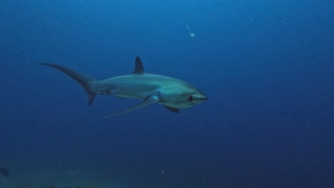 thresher shark passing very close at the camera in slow motion