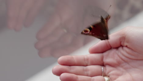 mariposa pavo real en la mano de una mujer volando hacia la ventana de vidrio cerrada