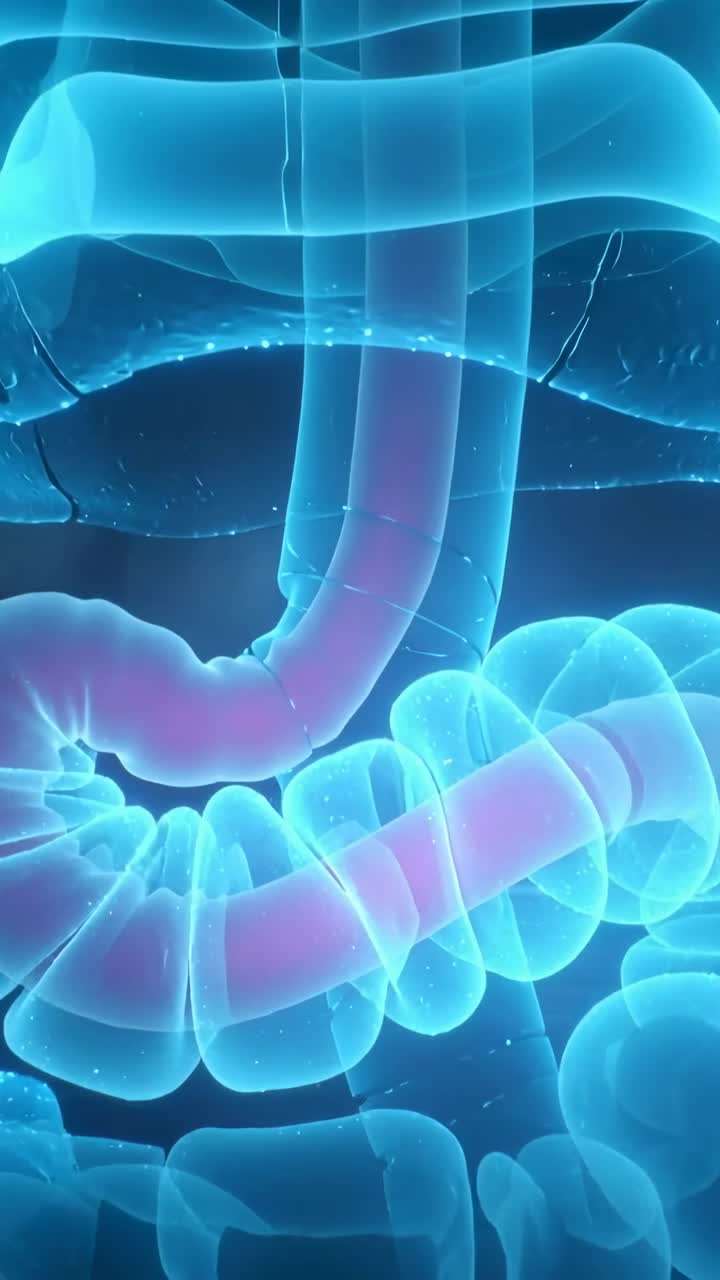 縦型動画：ピンク色の半透明な腸が、腹部のコイルに沿って波が動いていることを示す
