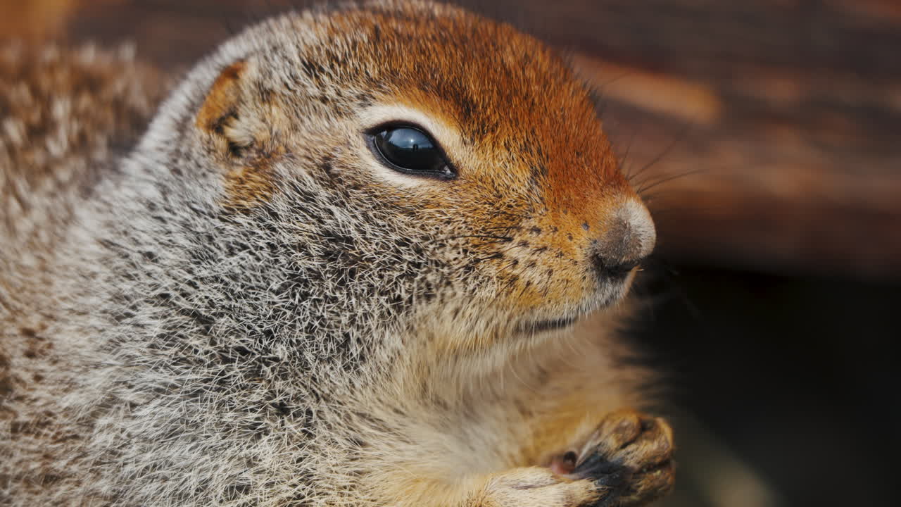 ardilla de tierra ártica comiendo su comida en yukon, canadá - de cerca