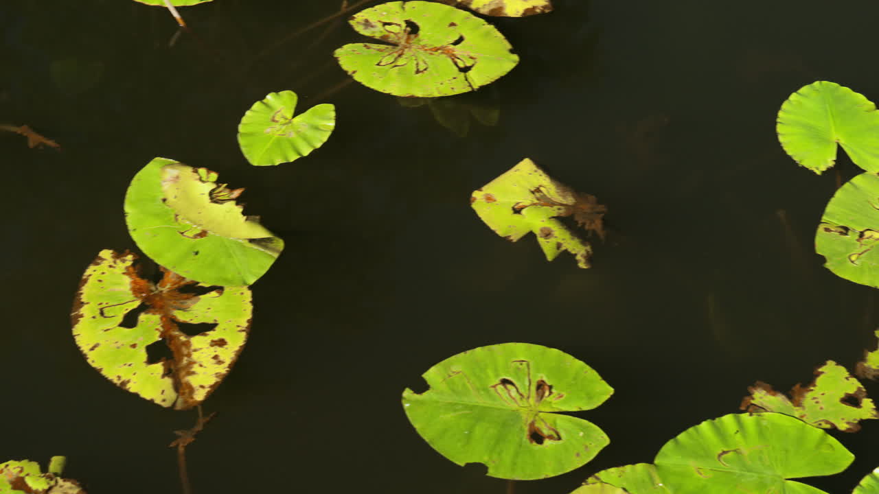 Pond with lotus leaves gently floating on the water. A peaceful nature scene capturing the beauty of aquatic plants in a serene and natural environment