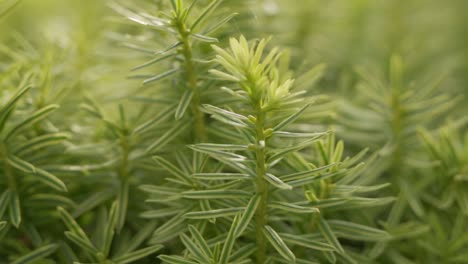 close-up of vibrant green plant leaves