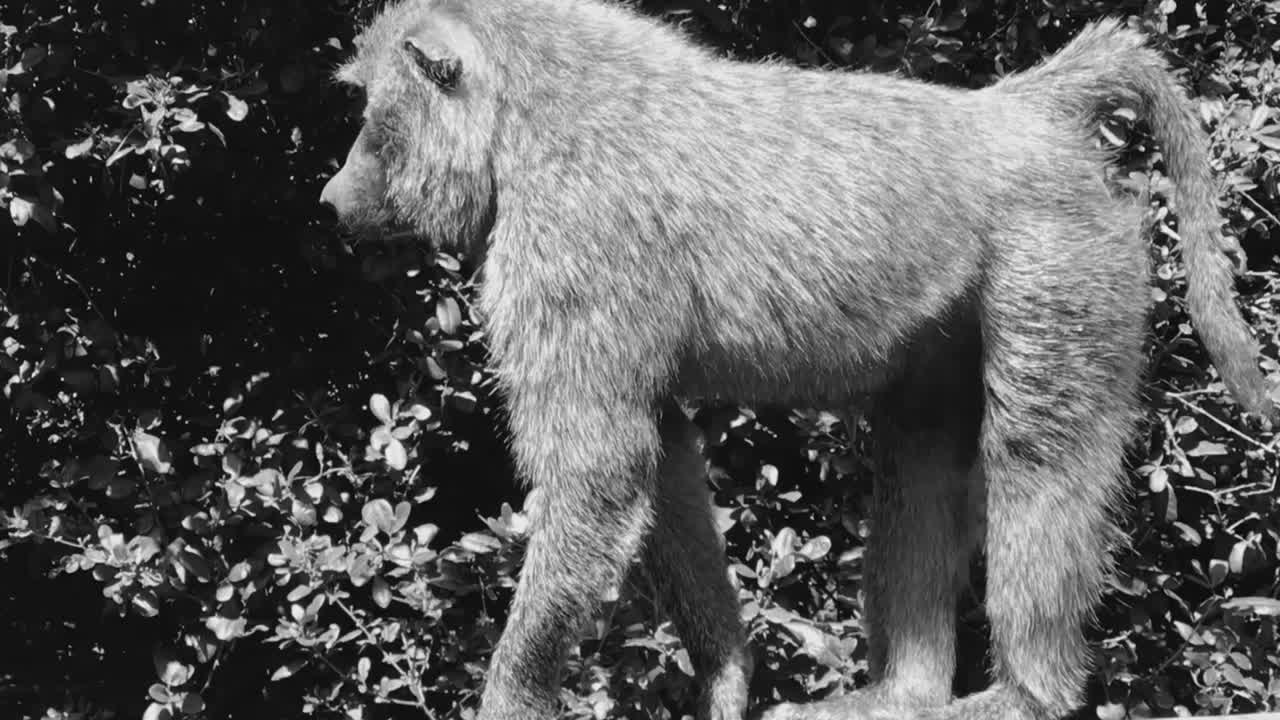 나이로비 국립공원의 산책로에 외로운 원숭이 서