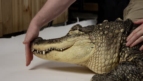 zoólogo calmando a un caimán americano en el conservatorio de la naturaleza - de cerca en la mano tocando la nariz del caimán