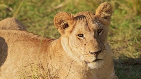 Slow-Motion-of-Lion,-Lioness-Female-African-Wildlife-Safari-Animal-in-Africa,-Maasai-Mara-in-Kenya,-Portrait-Close-Up-Detail-of-Face-and-Eyes-in-Beautiful-Masai-Mara,-Big-Five-Predator