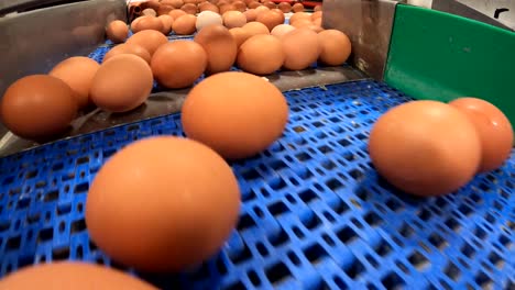 food industry stock footage 4k video white eggs are going at picking machine