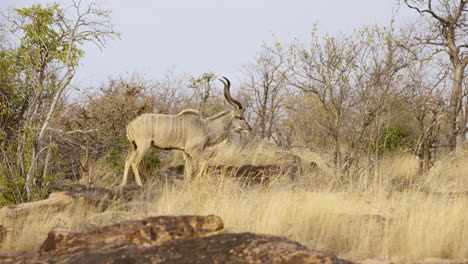 greater kudu male on rocks with high grasses, slow motion