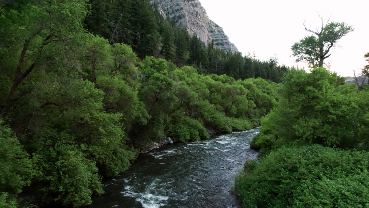 Verdant Trees In The Forest Along The Provo River In Utah, USA ...