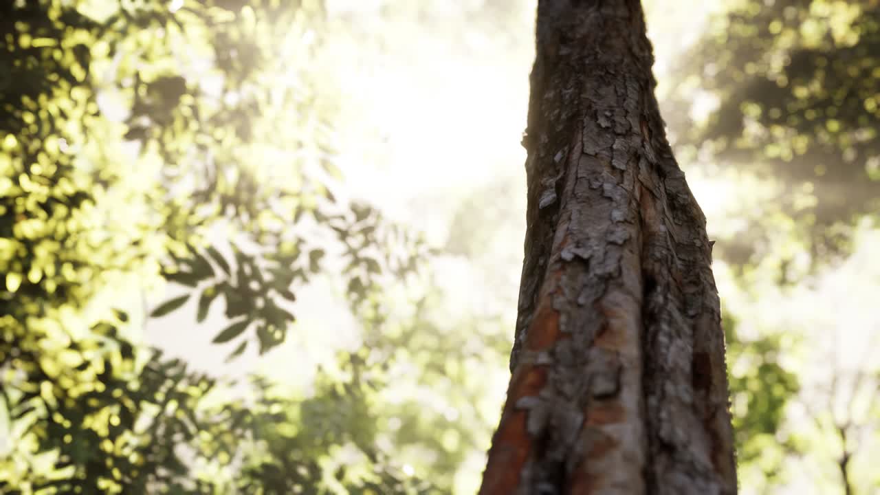 이른 아침 에 안개 가 가득 한 숲