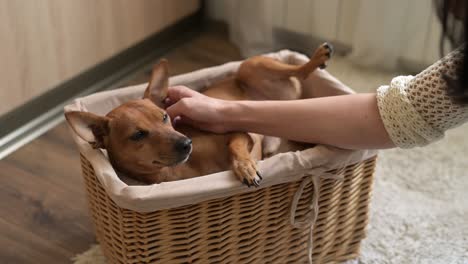 small brown dog lying and relaxed in a wicker basket. his owner caresses him