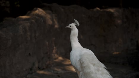 Weißer-Pfau,-Der-Sich-In-Seinem-Lebensraum-Umsieht