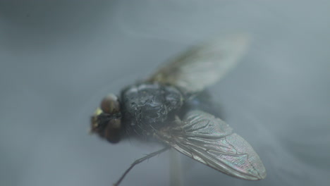 fly captured in close up macro shot in detail inside the moving fog and white smoke wave with wings captured at 60fps