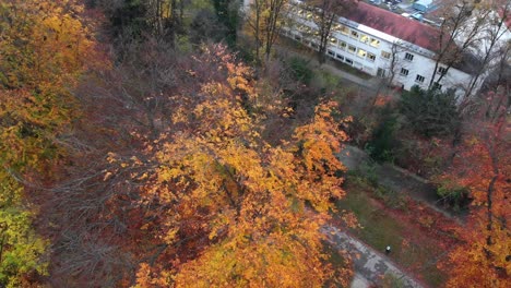 Munich-Autumn-trees-in-the-english-garden-with-a-drone-in-the-afternoon-and-evening-at-4k-24fps