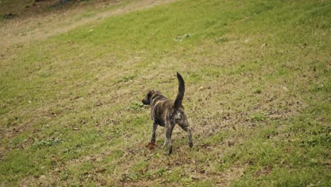 Ein-Obdachloser-Hund,-Der-Sitzt,-Schläft-Und-Spielt