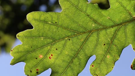 primer plano de una hoja de roble retroiluminada que muestra las venas dentro de la hoja