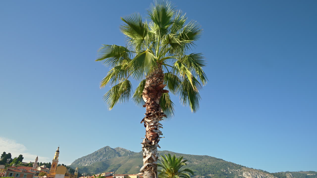 Close up of a palm tree with the blue sky on the background