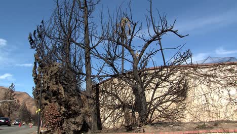 árbol-Quemado-En-El-Parque-De-Casas-Rodantes-Cerca-De-Sylmar-Llamado-Fuego-Sayre-Cerca-De-Los-ángeles,-Ee.uu.