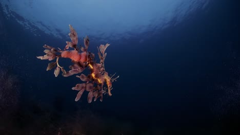 Leafy-Sea-Dragon-with-eggs-4k-slow-motion-South-Australia