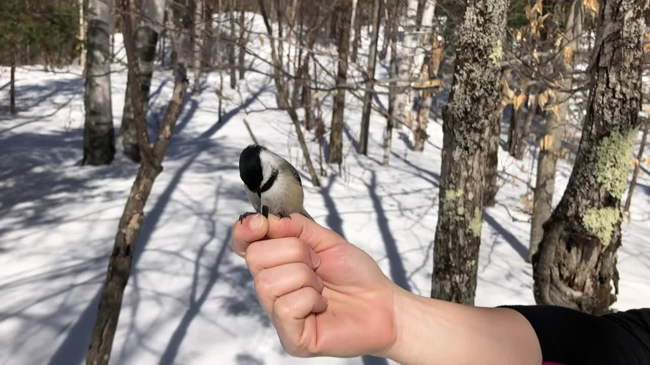 Bird on hand eating some grain during the winter, shot in the forest with snow