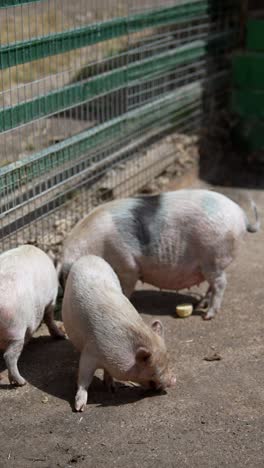 three small pigs eating