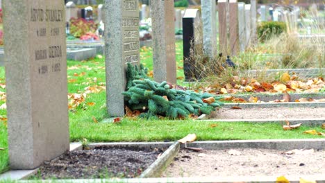 tombstones in kviberg cemetery in gothenburg, sweden -slow panning and focus pull