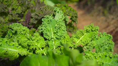 green and red kale different varieties in botanical garden