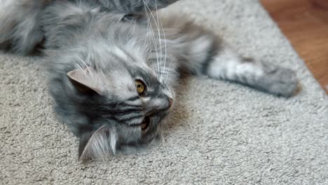 gray fluffy cat resting on the rug