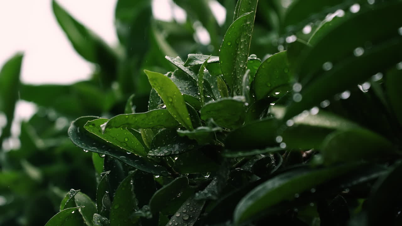 Rain falling on tree leaves in the park