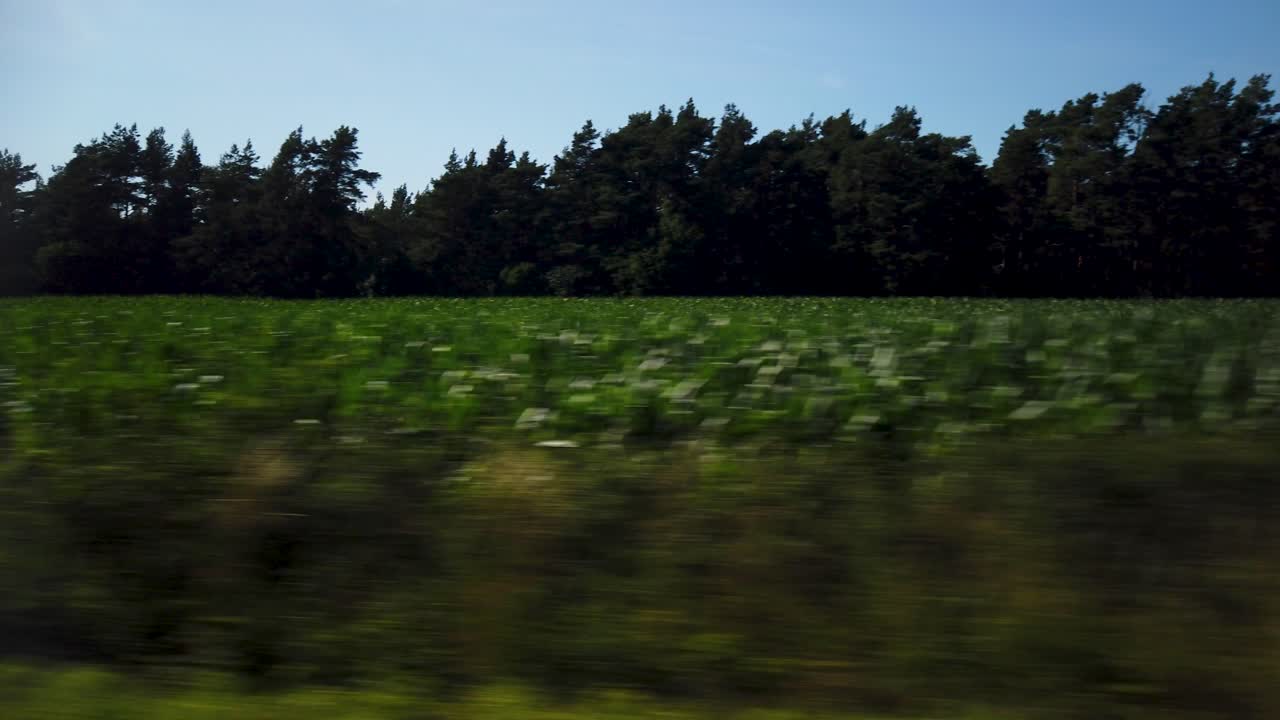 campos y bosques de la isla de gotland, vista lateral desde un coche en movimiento