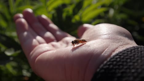 fly sits on stretched out human hand outdoors, feeding on skin