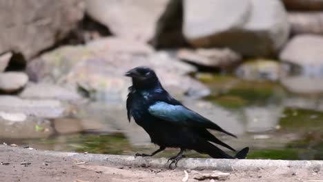 El-Drongo-Con-Cresta-De-Pelo-O-Es-Un-Ave-En-Asia-De-La-Familia-Dicruridae-Que-Era-Conespecífico-Con-Dicrurus-Bracteatus-O-Drongo-Con-Lentejuelas-En-El-Que-Puede-Ser-Difícil-Diferenciar-Entre-Sí