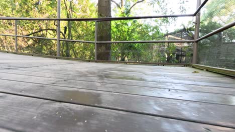 wooden walkway surrounded by lush greenery