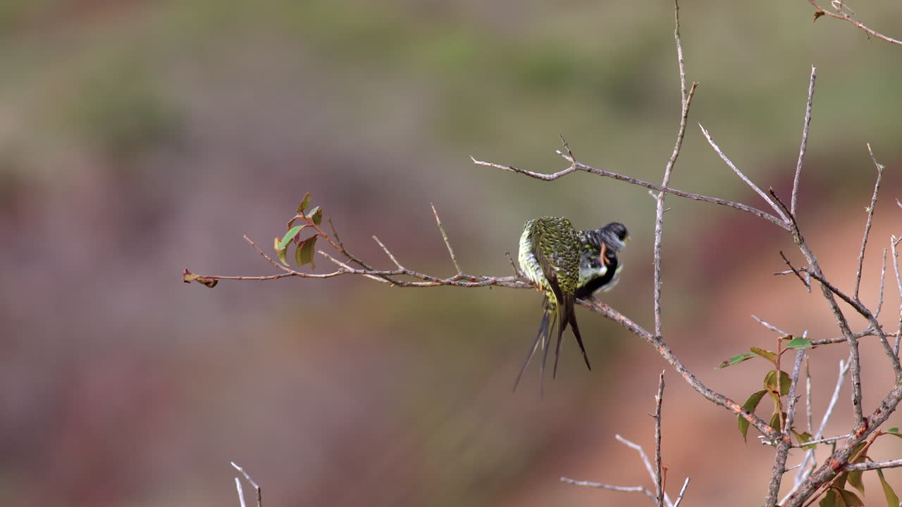 exótico en peligro de extinción palkachupa cotinga pájaro en la selva de montaña cola de tenedor, cotinga de cola de golondrina, américa del sur, impresionante,