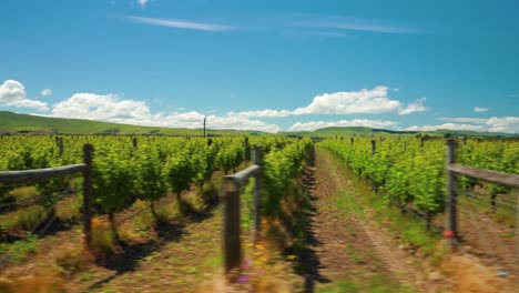 Tracking wide shot of rows of vineyards in the countryside of New Zealand