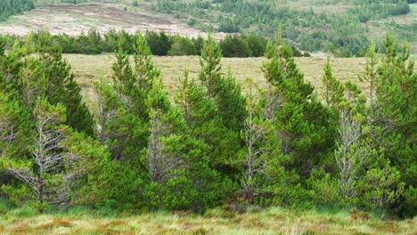 shot of coniferous pine trees in a forest plantation on the isle of lewis