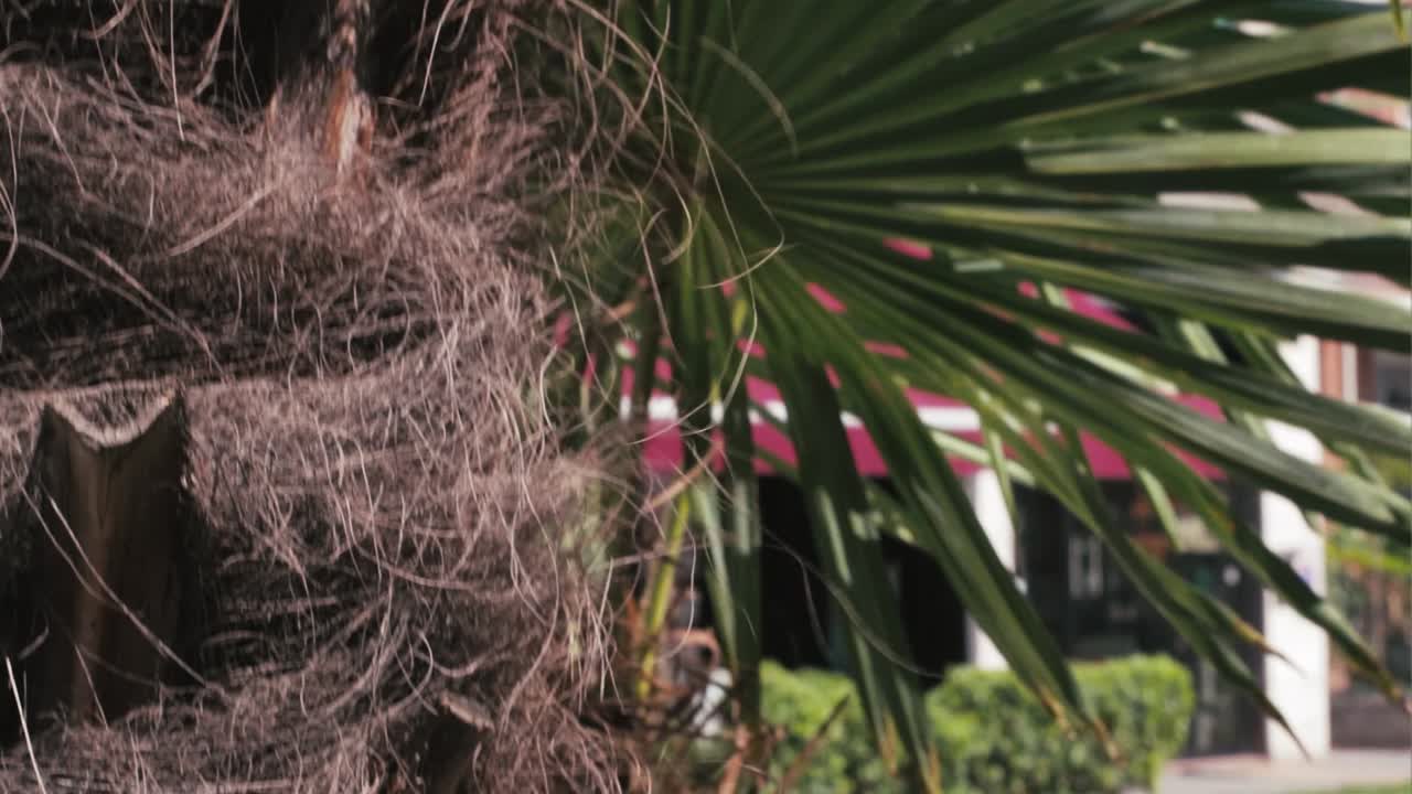 Palm tree from Rimini.