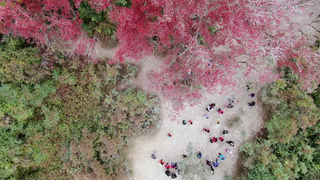 무성한 녹색 자연, 공중 전망으로 둘러싸인 멋진 단일 붉은 나무 잎