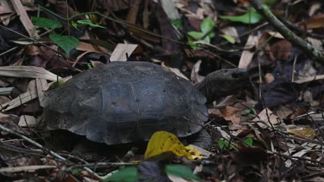 Seen-looking-up-after-a-mushroom-meal-as-flies-stick-around,-Asian-Forest-Tortoise,-Manouria-emys,-Kaeng-Krachan-National-Park,-Thailand