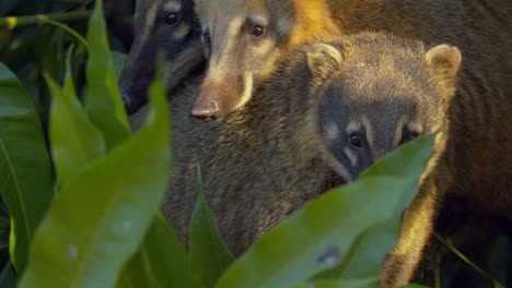 cute coatimundis o coati en las copas de los árboles de la selva amazónica