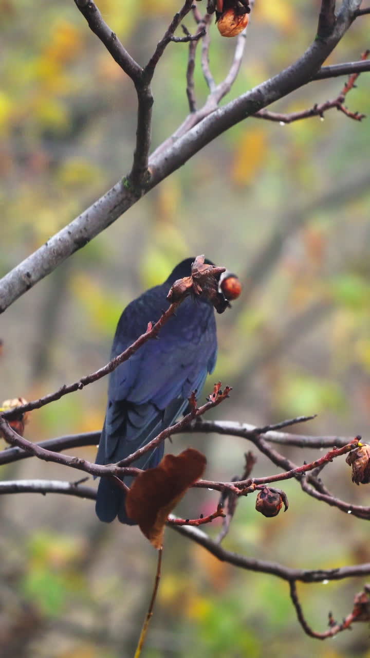 Black crow on walnut tree. Crow is sitting on a branch with some food in the mouth. Black bird flies away holding a walnut in a beak in autumn time. Vertical video