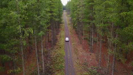Aerial,-High-Angle-view:-White-colored-car-driving-down-dirt-road-between-tall-pine-trees