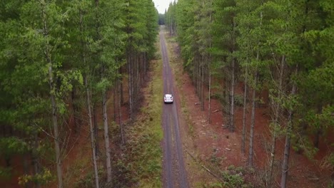 aerial, high angle view: white colored car driving down dirt road between tall pine trees