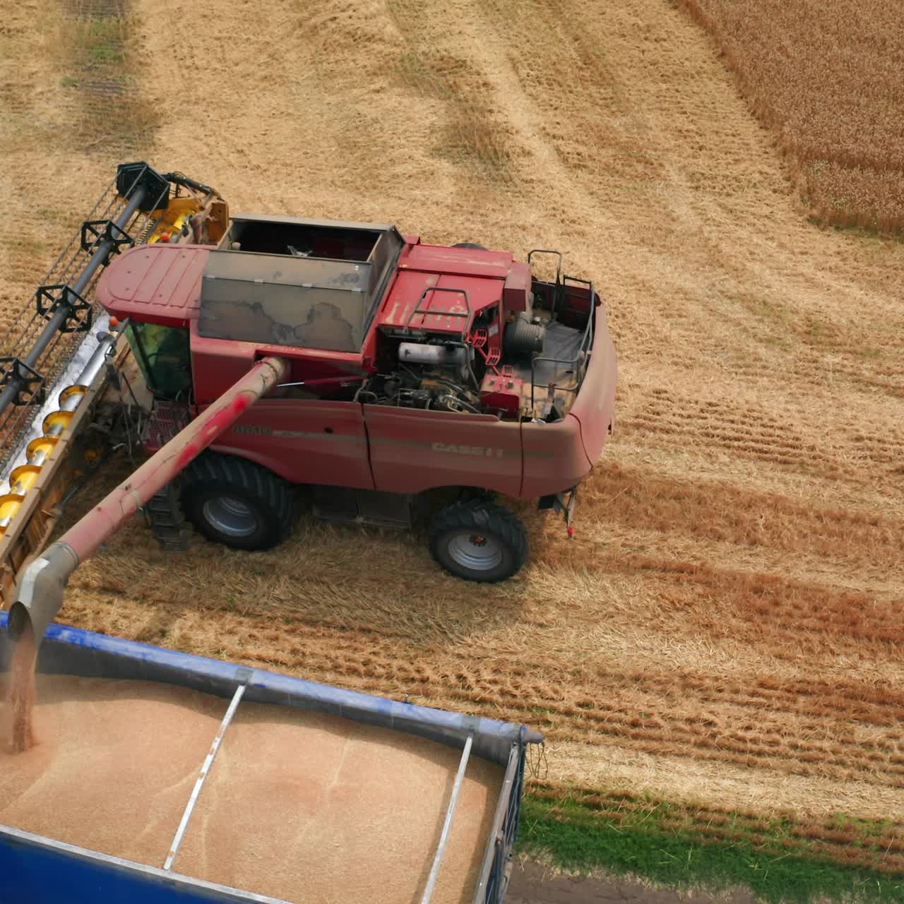 Agricultural huge combine harvesting cereals. Big harvester machine gathering plants in yellow field