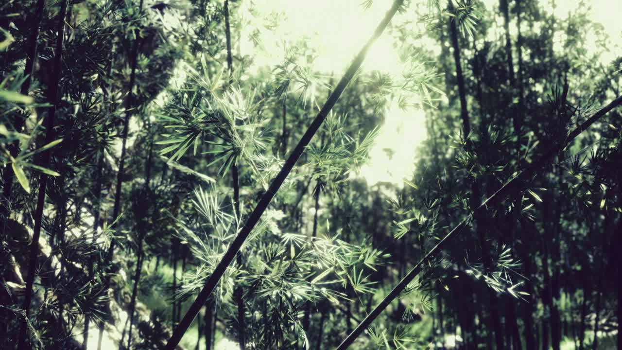 Lush bamboo forest filled with vibrant green foliage during daylight hours