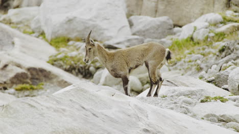 ibex on a rocky mountain slope