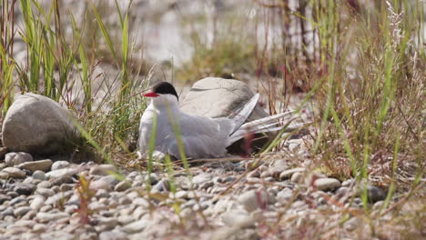 arctic tern (sterna paradisaea) sitting on eggs in the bushes of alaska
