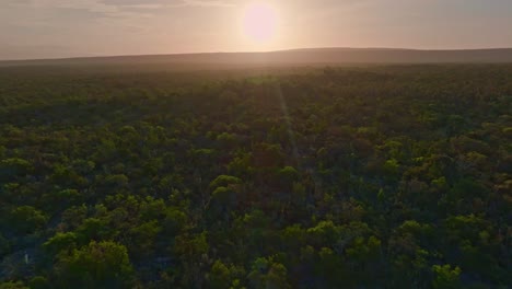 Tree-forest-with-bright-sun-in-background,-Jaragua-National-Park,-Dominican-Republic